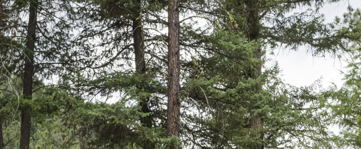 Forestry Conservation and Firefighting